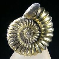 Pyritised Ammonite