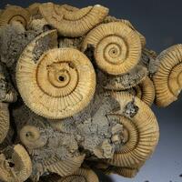 Fossil Ammonite