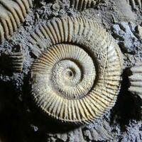 Ammonite