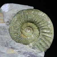 Ammonite