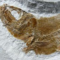 Fossil Fish