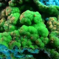 Conichalcite On Chrysocolla