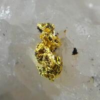 Native Gold On Quartz