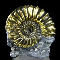 Pyritised Ammonite