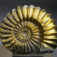 Pyritised Ammonite