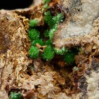 Annabergite