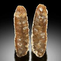 Chalcedony Psm Fossil