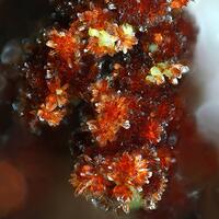 Cobaltlotharmeyerite Cobaltaustinite & Talmessite
