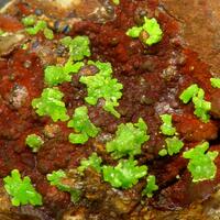 Emmonsite