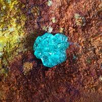 Guanacoite