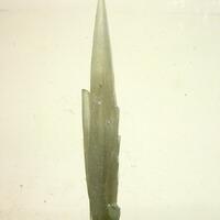 Quartz Var Prase