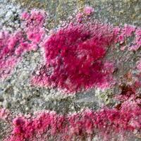 Erythrite