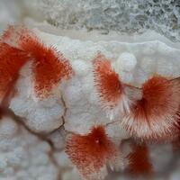 Ferrierite-Mg