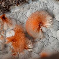 Ferrierite-Mg