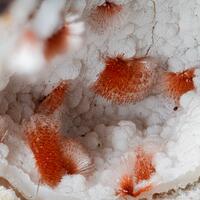 Ferrierite-Mg