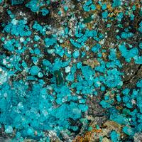 Spangolite Clinoatacamite & Chalcoalumite