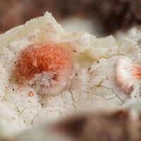 Ferrierite-Mg