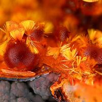 Cacoxenite