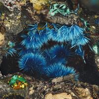 Connellite Brochantite