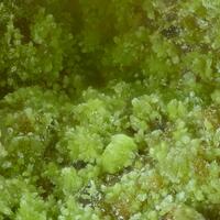 Gartrellite