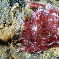 Erythrite Conichalcite Cobaltoan Adamite