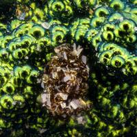 Jarosite Goethite