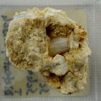 Cerussite On Baryte