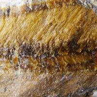 Tiger's Eye