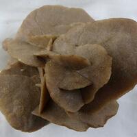 Gypsum