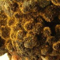 Goethite On Baryte