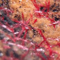 Cinnabar