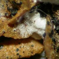 Znucalite