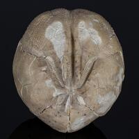 Fossil Sea Urchin