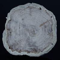 Wood Opal