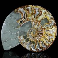 Fossil Ammonite