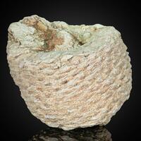 Fossil