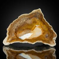 Petrified Wood