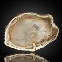 Petrified Wood