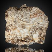Petrified Wood