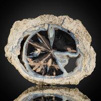 Petrified Wood