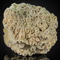 Fossil Coral