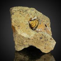 Calcite & Fossil