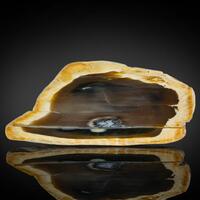 Petrified Wood