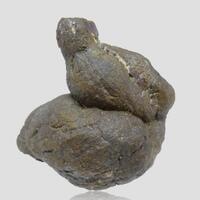 Coprolite