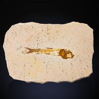 Fossil Fish