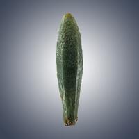 Quartz Var Prase
