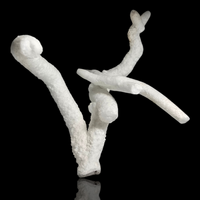 Flos Ferri Aragonite