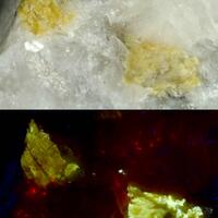 Paraniite-(Y) In Powellite