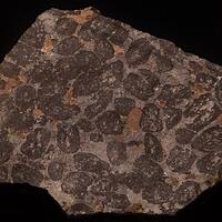 Orbicular Serpentine