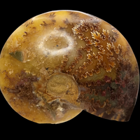 Ammonite